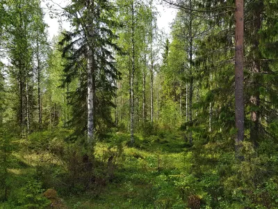 Tontti, 2 255 m², Puolanka