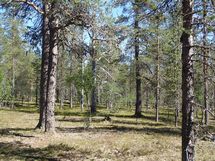 Sodankylä, Saariselkä, Kakslauttanen Kopararova