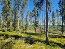 Sotkamo, Pieni-Kiimanen, Kaitainsami