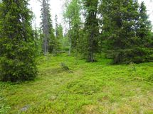 Sodankylä, Luosto
