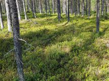 Kemijärvi, Pyhätunturi