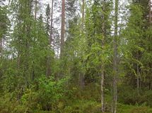 Kuhmo, Iivantiira, Moisiovaarantie 