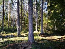 Marjalan komeaa metsikköä