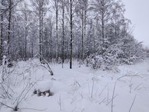 Siilinjärvi, Hamula