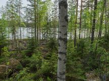 Varkaus, Miehalanjärvi, Sopalanniemenpolku