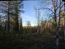 Näkymät mökin terassilta