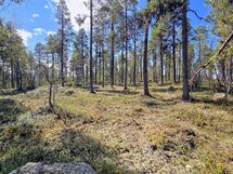 Kaunista kuivaa hiekkakangasmetsää