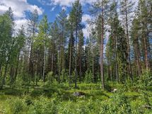 Heikkilä kuvio 1