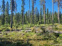 Sotkamo, Pieni-Kiimanen, Kaitainsami
