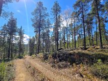 Näkymä rinnettä alas kohti Konesjärveä