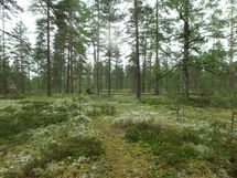 Jämijärvi, harjualue