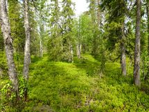 Sodankylä, Luosto