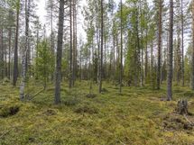 Rovaniemi-Venejärvi