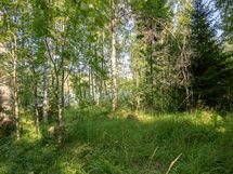 Heinävesi, Karvio, Virranniemi