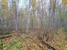 Suonenjoki, Kinnulanniemi