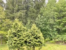 Parvekkeelta on näkymät takapihalle