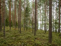 Mäntyharju, Korpijärvi