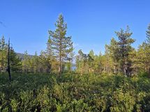 Näkymä mökiltä kohti rantaa