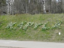 Myyjän ottama kesäkuva