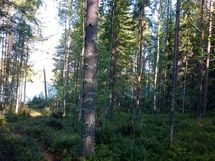 Kuhmo, Iivantiira, Moisiovaarantie 