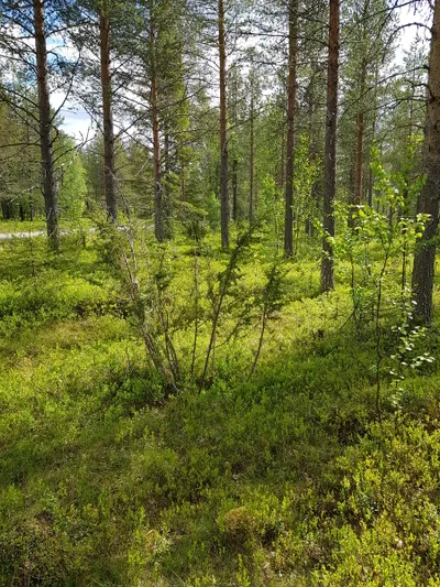 Tontti, 1 000 m², Sodankylä - Näkymä 3
