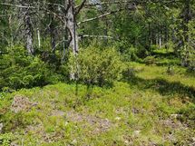 Sodankylä, Luosto Orresokka