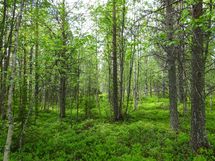 Sodankylä, Luosto Orresokka