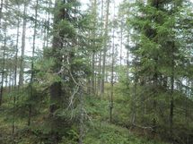 Tila Vehkaniemi RN:o 2:104