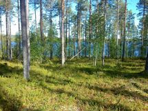 Suomussalmi, Kiantajärvi, Haukiperä