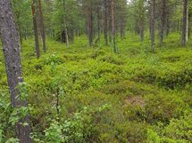 Sodankylä, Luosto Orresokka