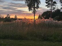 Auringon lasku 