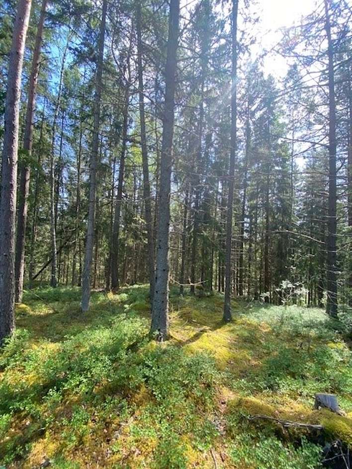 Tontti, 1 114 m², Kallenmäki - Näkymä 3