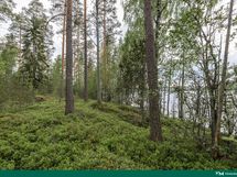 kuva 7 tontin keskeltä kohti länsirajaa