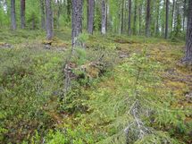 Pello, Miekojärvi, Karhumaan ranta-asemakaava