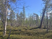 Mahdollista mökin paikkaa