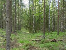 Varkaus, Miehalanjärvi, Sopalanniementie