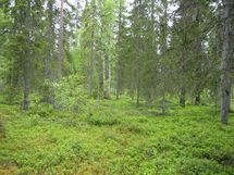 Pello, Miekojärvi, Karhumaan ranta-asemakaava