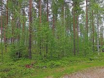 Saarijärvi, Kiesimenjärvi