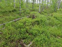 Sievi, Iso-Juurikkajärvi, Juurikkajärventie 290