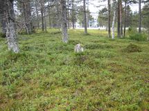 Inari, Saariselkä, Kiveliöntie