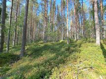 Ilomantsi, Kontiolampi