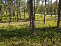 Kemijärvi, Pyhätunturi