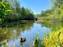 Puistoalue ja lenkkipolut Ojahaantien takana