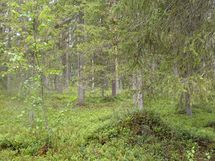 Pello, Miekojärvi, Karhumaan ranta-asemakaava