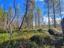 Jängän ja suon laidalla kovempaa maata