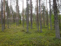 Rovaniemi-Venejärvi