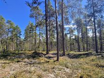 Konesvaaran keskikohdassa tasaista hyvää rakennusmaata