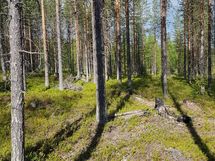 Kemijärvi, Pyhätunturi