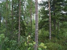 Sonkajärvi, Raudanvesi