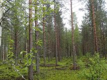 Pello, Miekojärvi, Karhumaan ranta-asemakaava